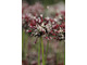 Allium scorodoprasum  'Passion'