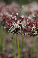 Allium scorodoprasum  'Passion'