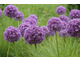 Allium 'Globemaster' w trawach