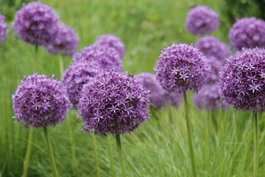 Allium 'Globemaster' w trawach