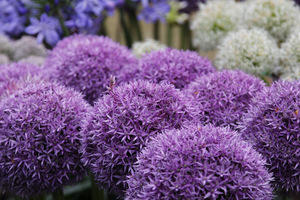 Allium 'Globemaster'