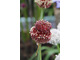 Allium 'Red Mohican'