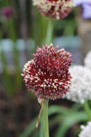 Allium 'Red Mohican'