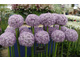 Allium 'Globemaster'