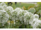 Allium stipitatum 'White Giant'