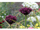 Allium 'Atropurpureum' 