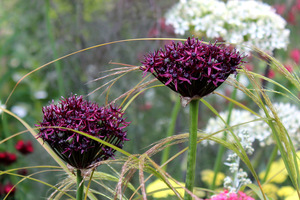 Allium 'Atropurpureum' 