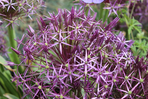 Allium christophii