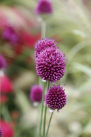 Allium sphaerocephalon