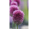 Allium sphaerocephalon