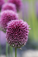 Allium sphaerocephalon