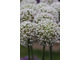 Allium 'Mont Blanc'