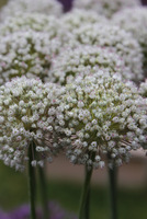 Allium 'Mont Blanc'