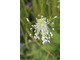 Allium carinatum 'Pulchellum Album'