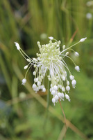 Allium carinatum 'Pulchellum Album'