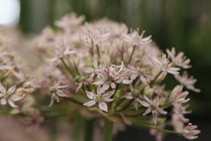 Allium nigrum  'Pink Jewel' (czosnek osobliwy)