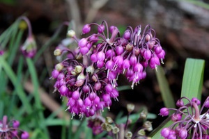 Allium cernuum