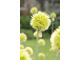 Allium obliquum