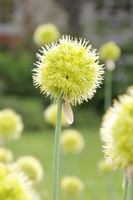 Allium obliquum