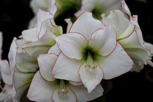 Hippeastrum 'Picotee'