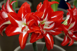 Hippeastrum 'Splash'