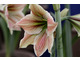 Hippeastrum 'Exotic-Star'