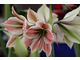 Hippeastrum 'Exotic-Star'