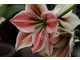 Hippeastrum  'Exotic-Star'