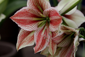 Hippeastrum  'Exotic-Star'