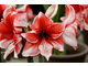 Hippeastrum 'Charisma'