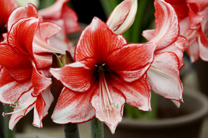 Hippeastrum 'Charisma'