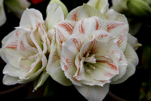 Hippeastrum 'Nymph'