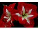 Hippeastrum 'Monte Carlo'