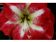 Hippeastrum 'Monte Carlo'