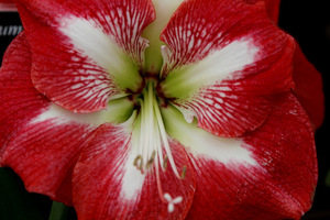 Hippeastrum 'Monte Carlo'