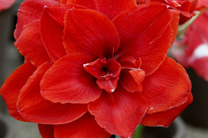 Hippeastrum 'Cherry Nymph'