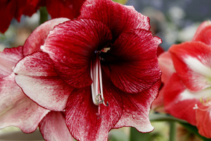 Hippeastrum 'Daphne'