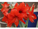 Hippeastrum 'Red Garden'