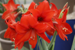 Hippeastrum 'Red Garden'