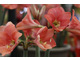 Hippeastrum 'Pink Garden'