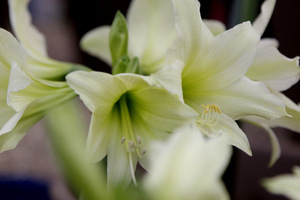 Hippeastrum 'Yellow Garden'