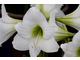 Hippeastrum multiflora  'White Garden'