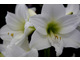 Hippeastrum multiflora 'White Garden'