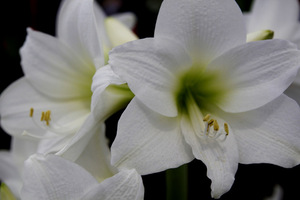 Hippeastrum multiflora 'White Garden'