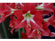 Hippeastrum multiflora  'Striped Garden'