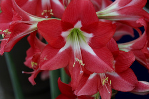 Hippeastrum multiflora  'Striped Garden'