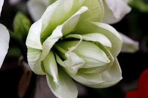 Hippeastrum 'Ice King'