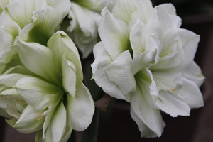 Hippeastrum 'Ice King'