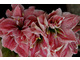 Hippeastrum 'Sweet Nymph'