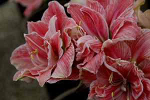 Hippeastrum 'Sweet Nymph'